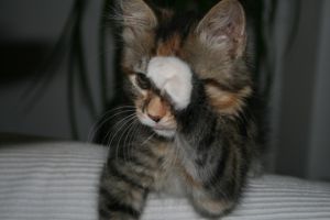 ��� ���������